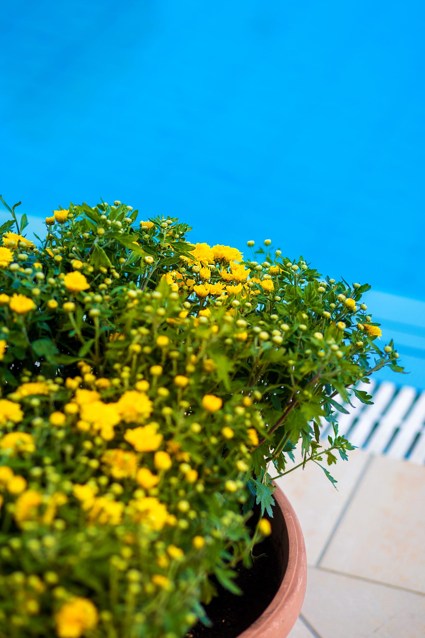 Sunflower Apartments & Studios Zakynthos