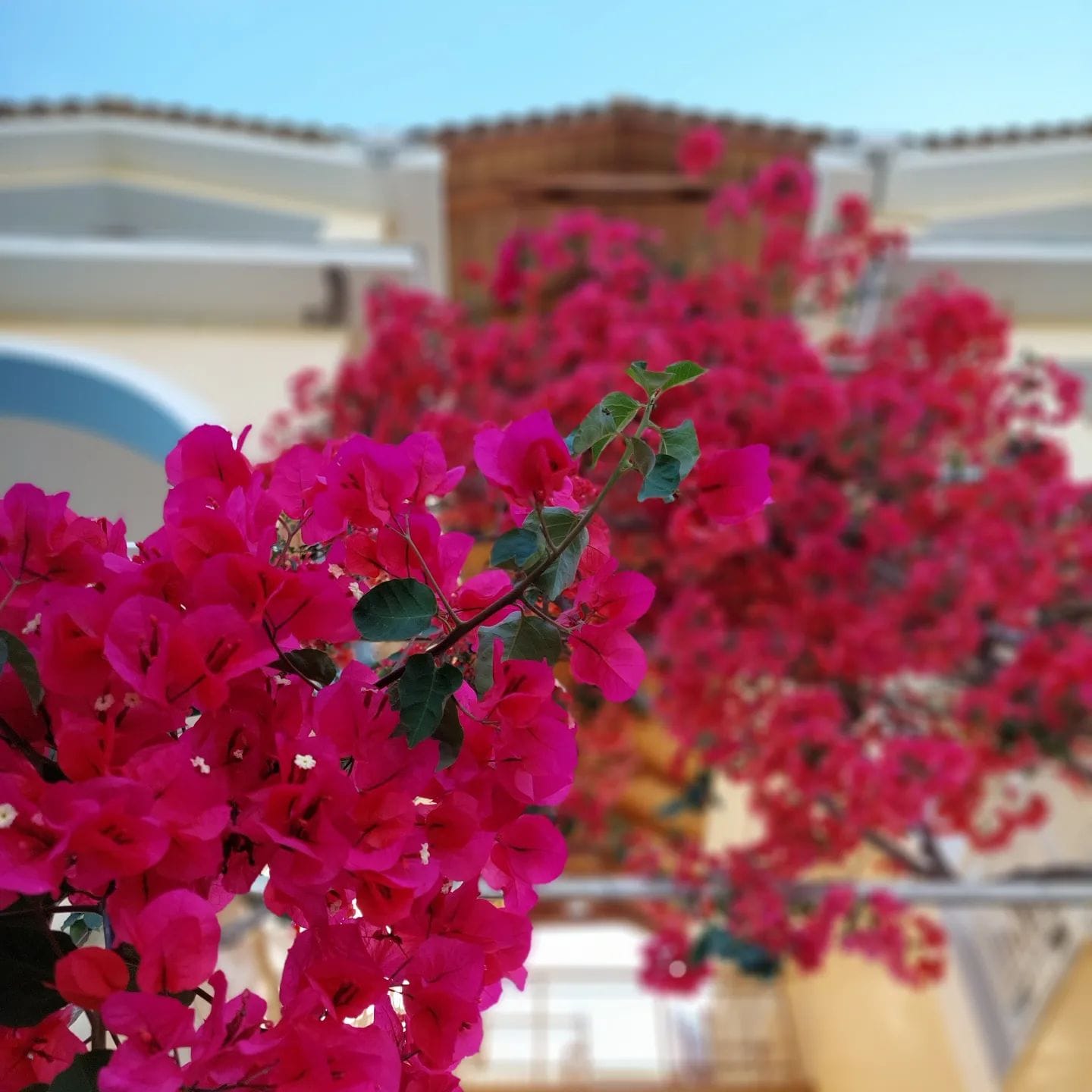 Sunflower Apartments & Studios Zakynthos