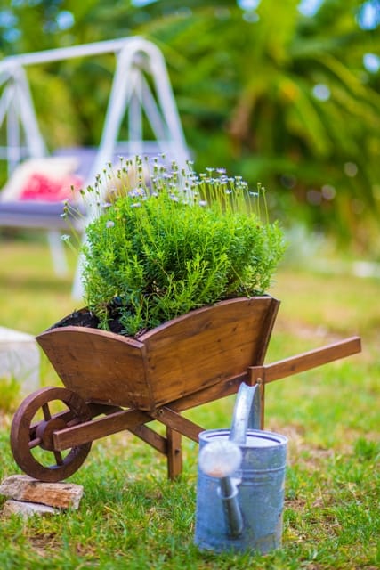 Sunflower Apartments & Studios Zakynthos