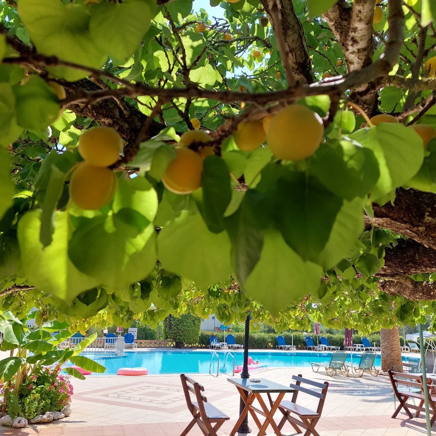 Sunflower Apartments & Studios Zakynthos