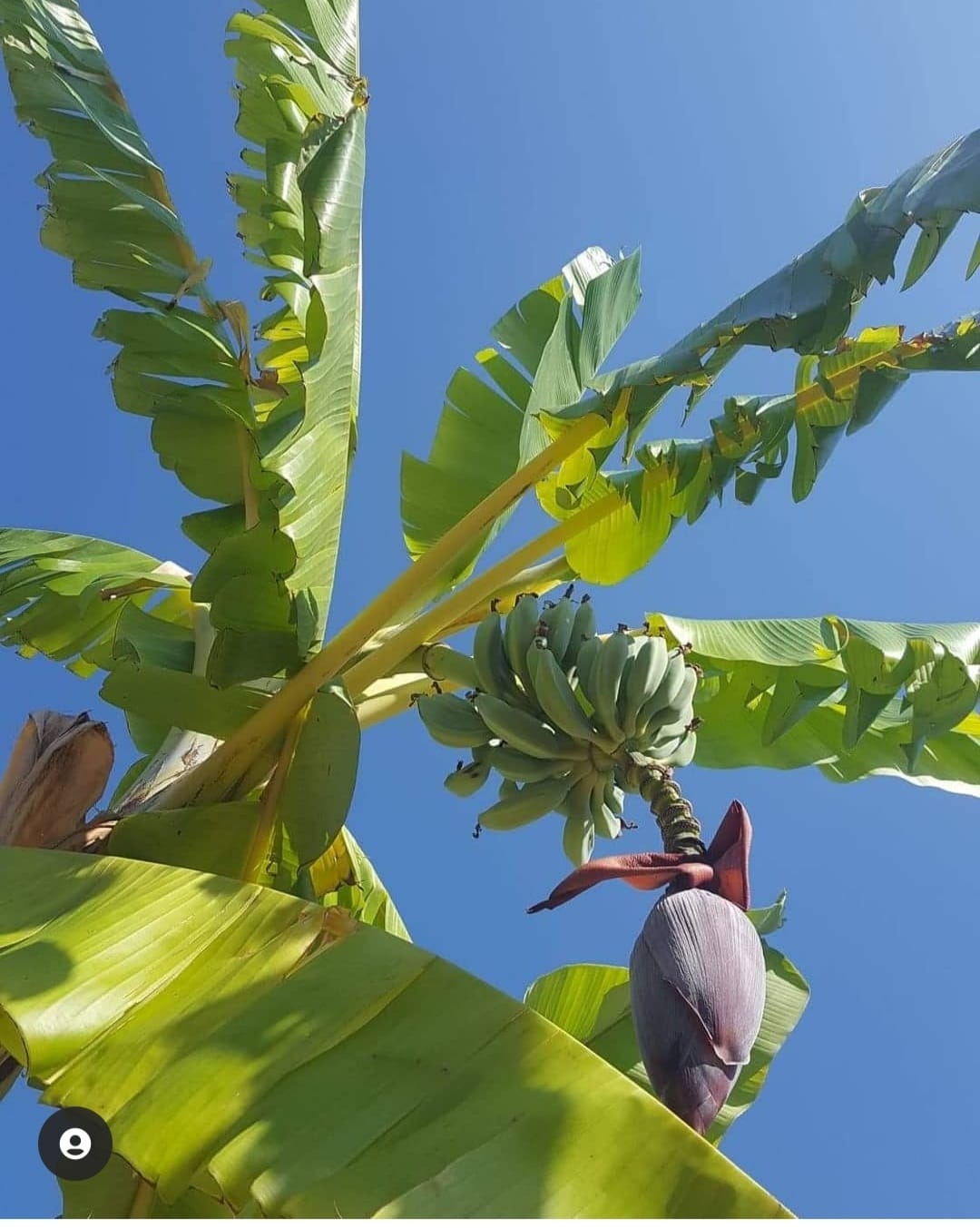 Sunflower Apartments & Studios Zakynthos