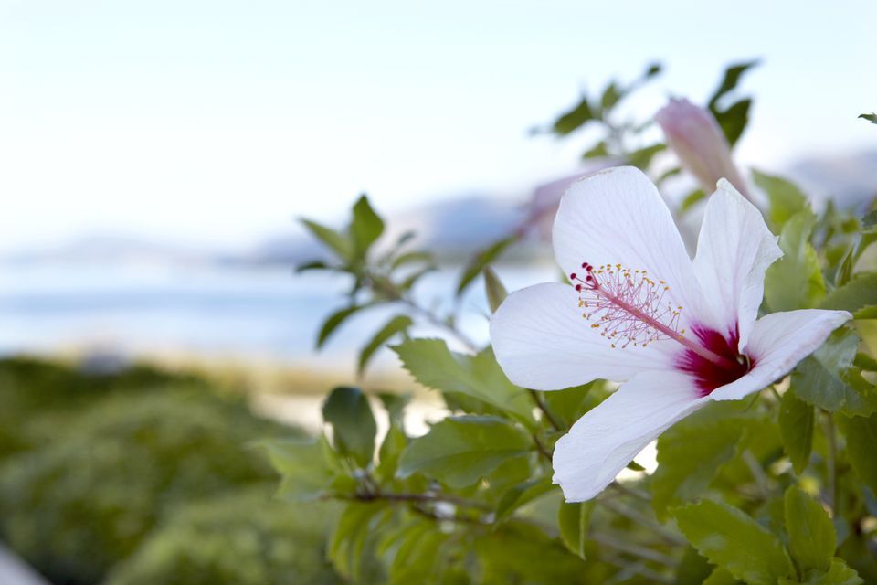 Thalassa Boutique Hotel Kefalonia