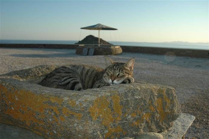 Tinos View Luxury Apartments