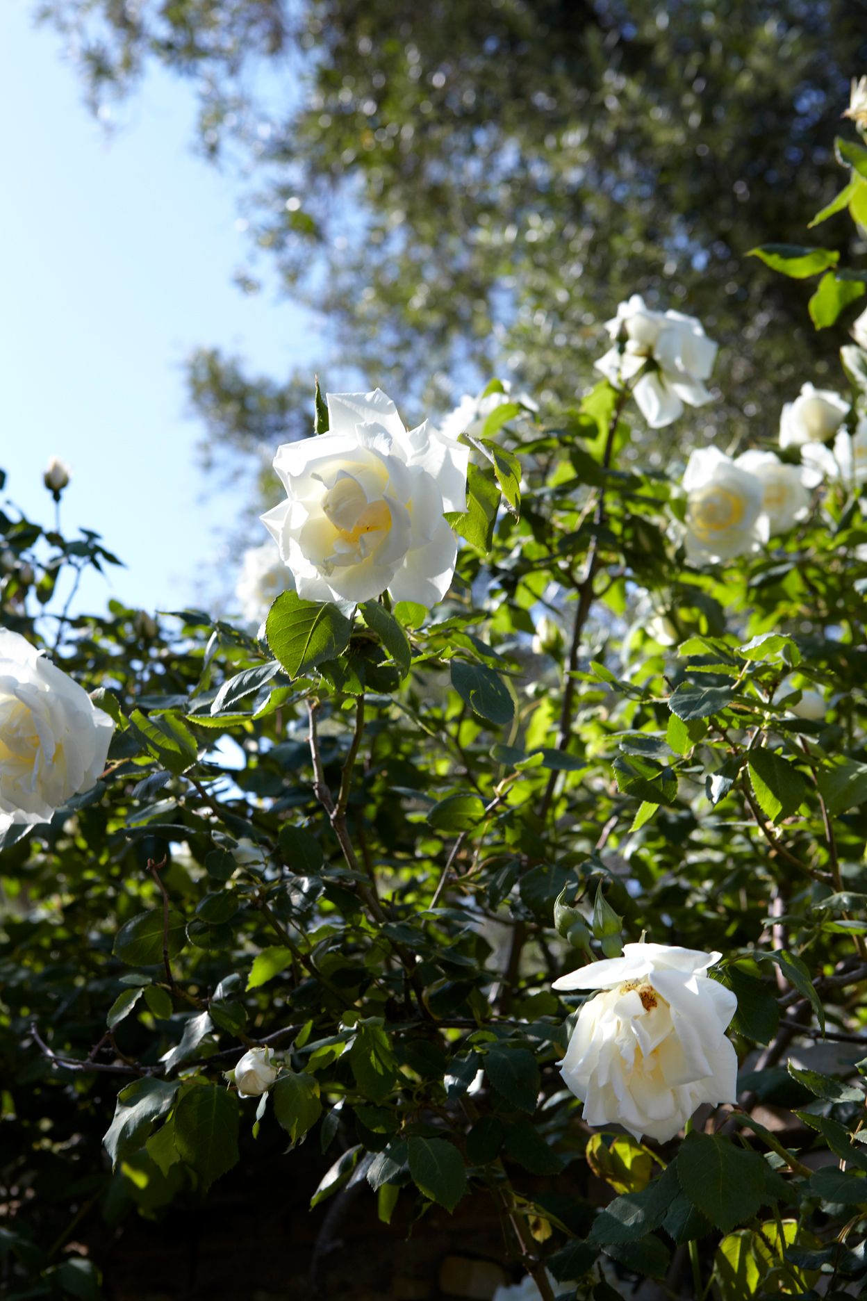 Torri E Merli Hotel Paxos