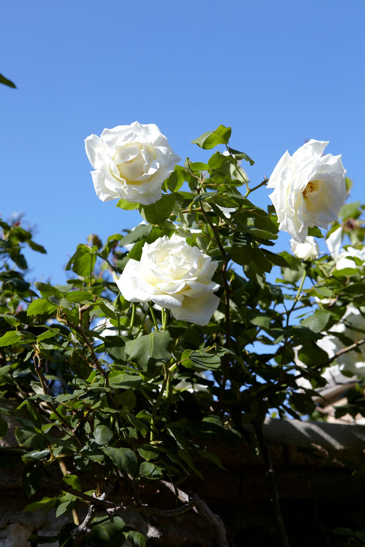 Torri E Merli Hotel Paxos