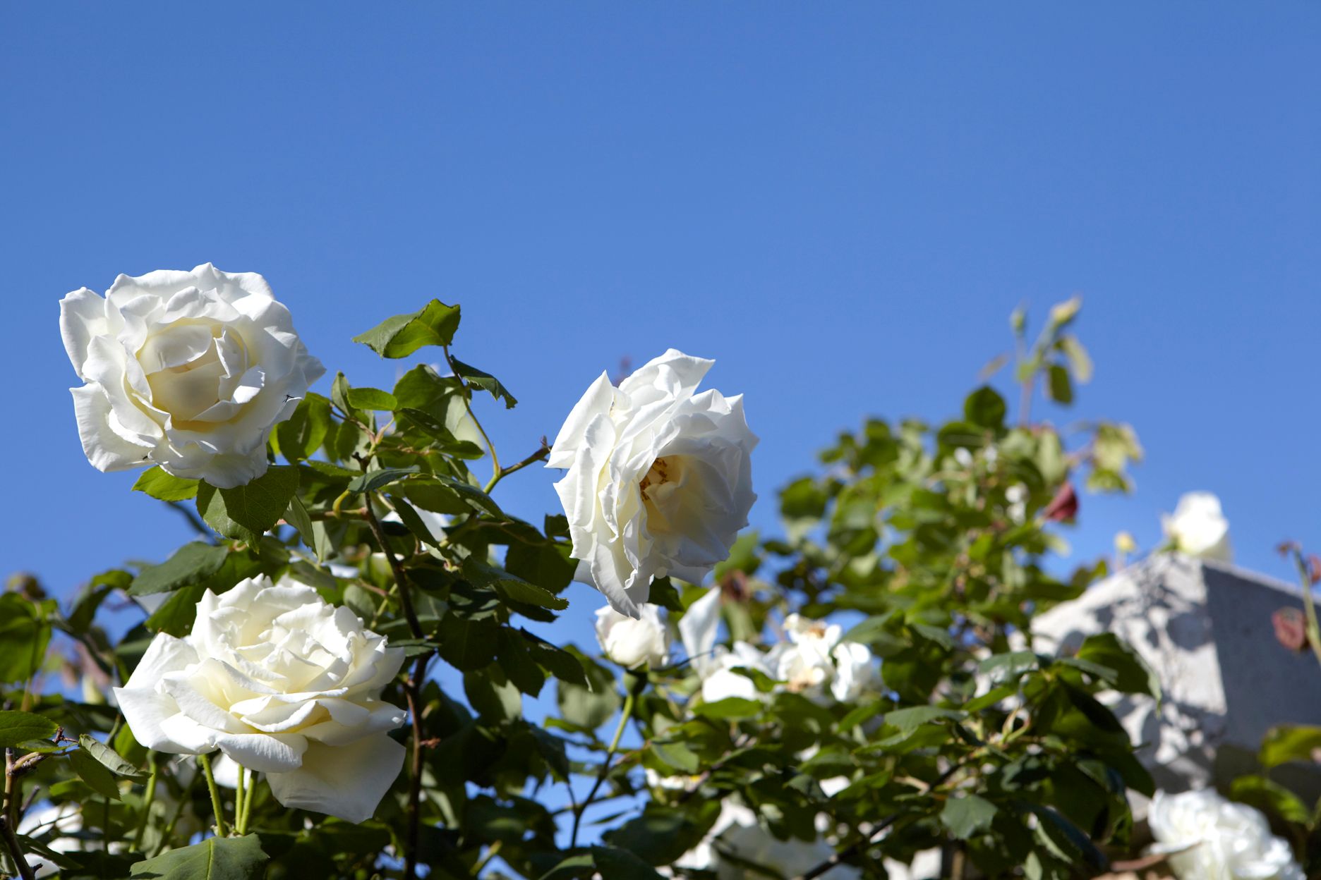 Torri E Merli Hotel Paxos