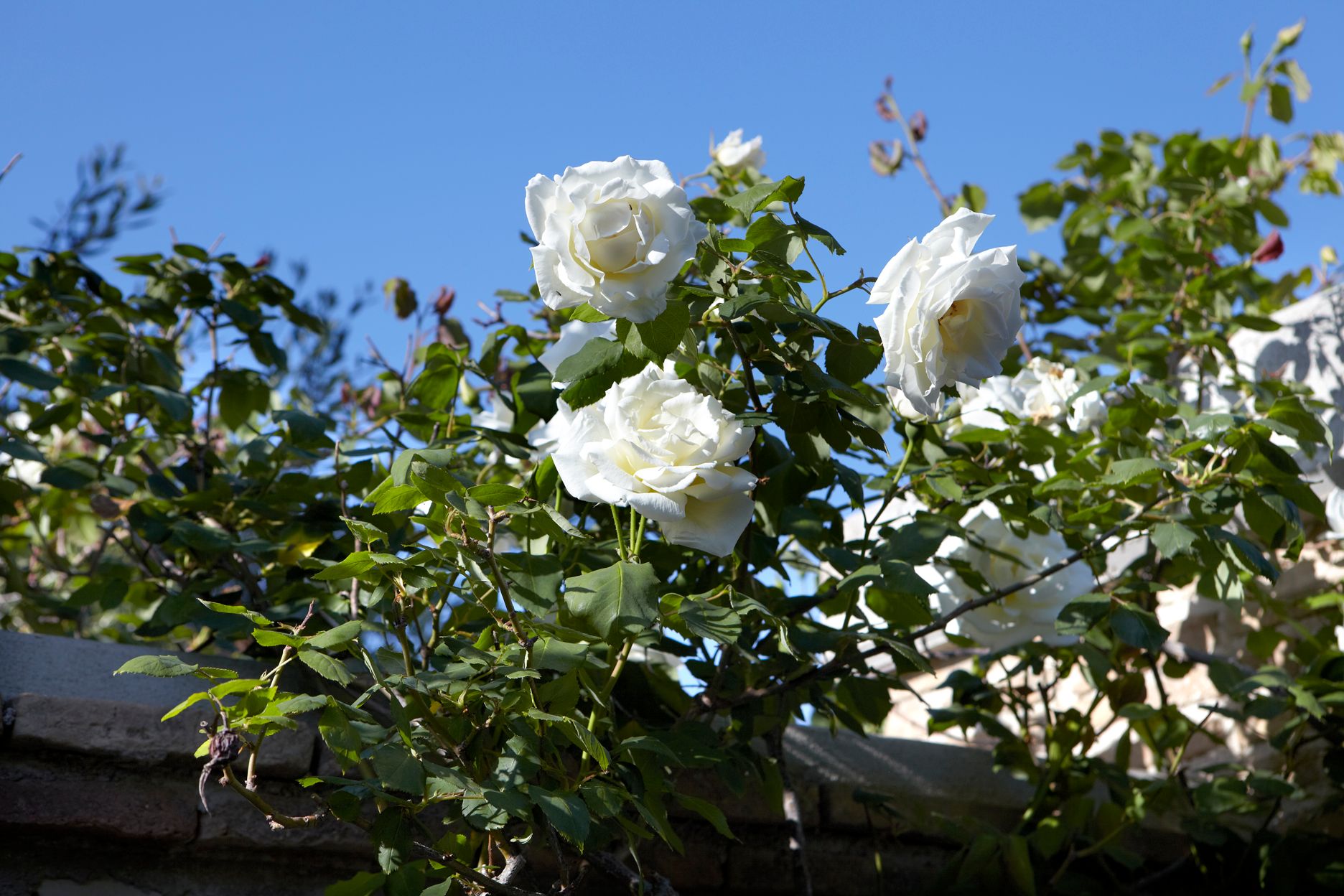 Torri E Merli Hotel Paxos