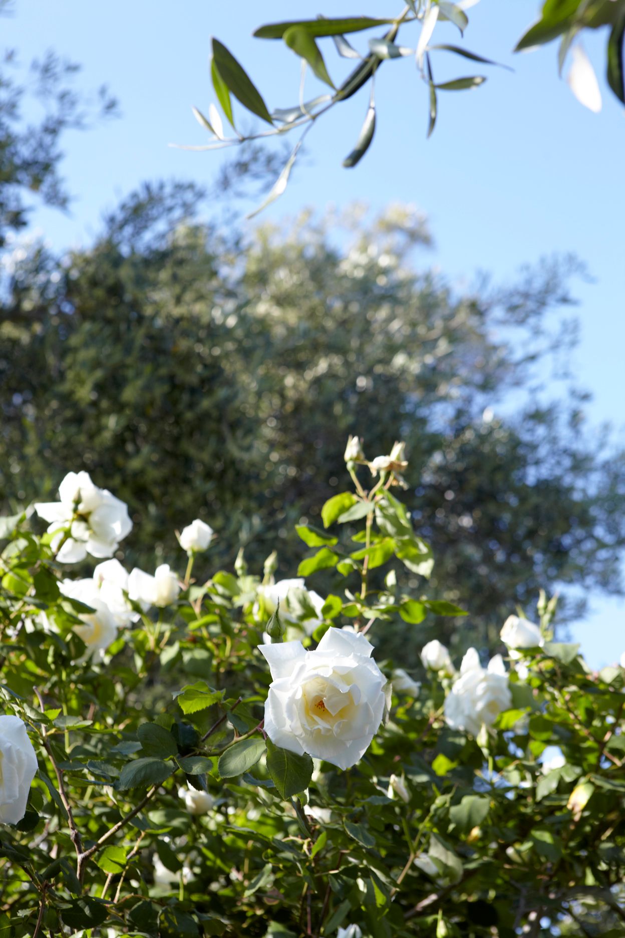 Torri E Merli Hotel Paxos