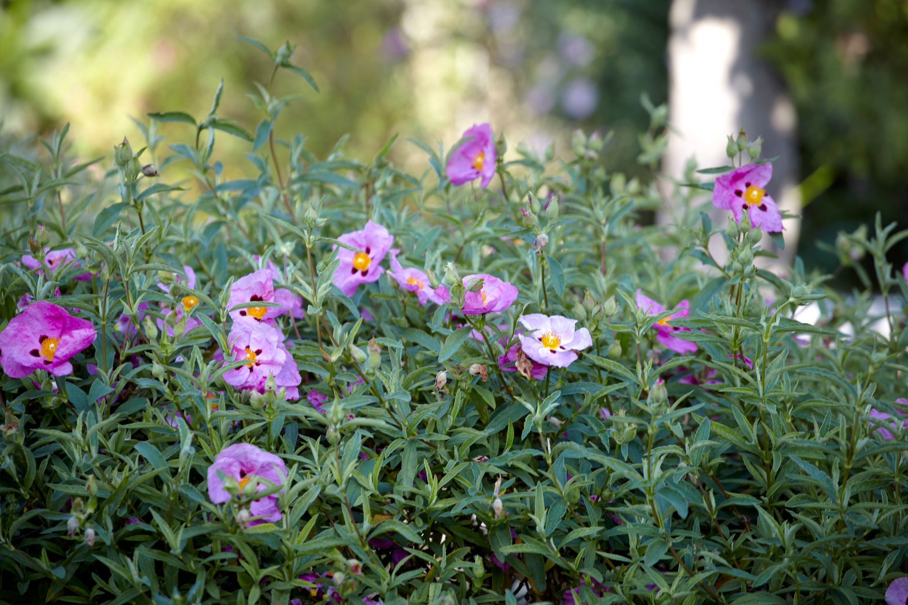 Torri E Merli Hotel Paxos