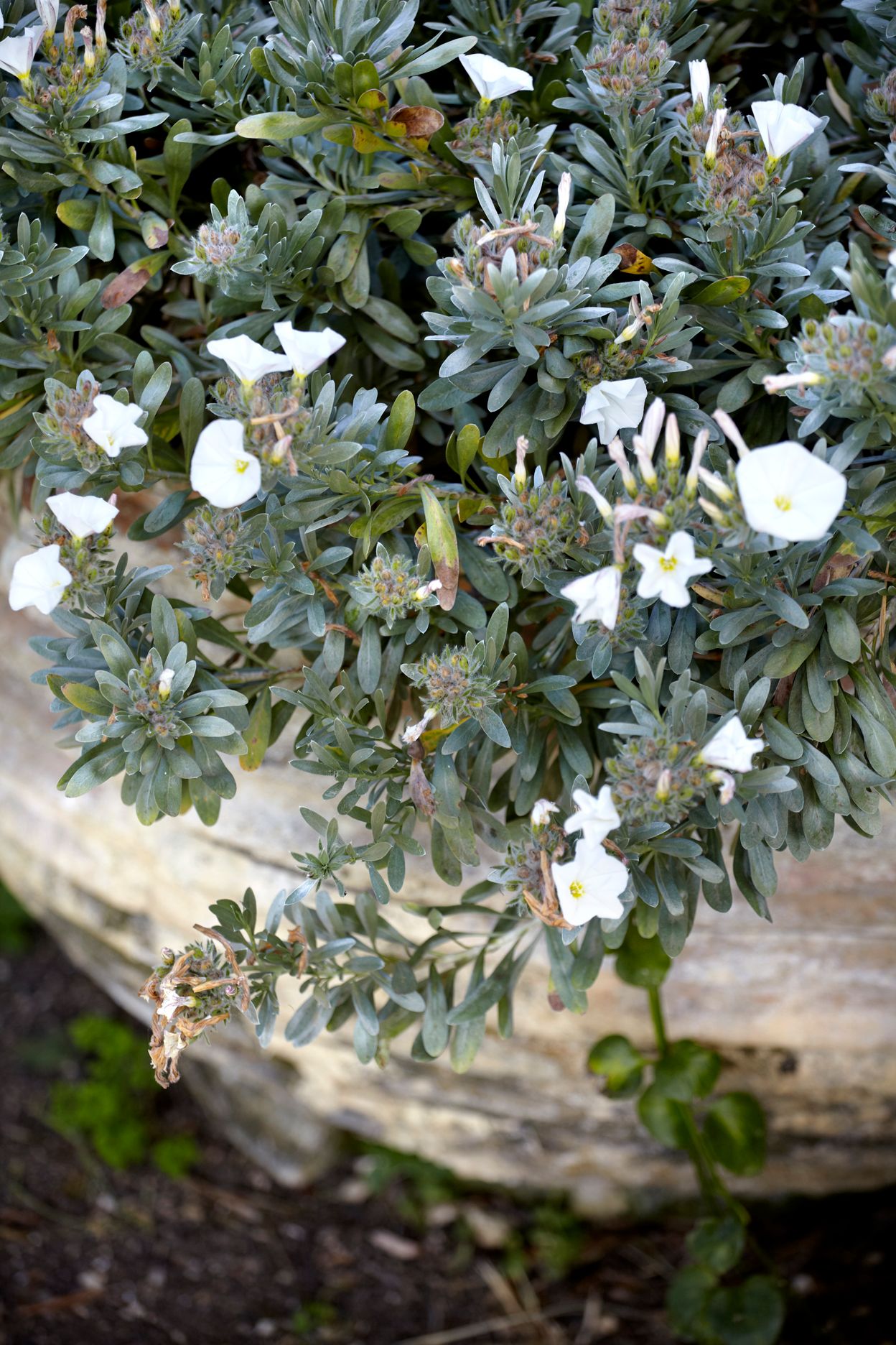 Torri E Merli Hotel Paxos