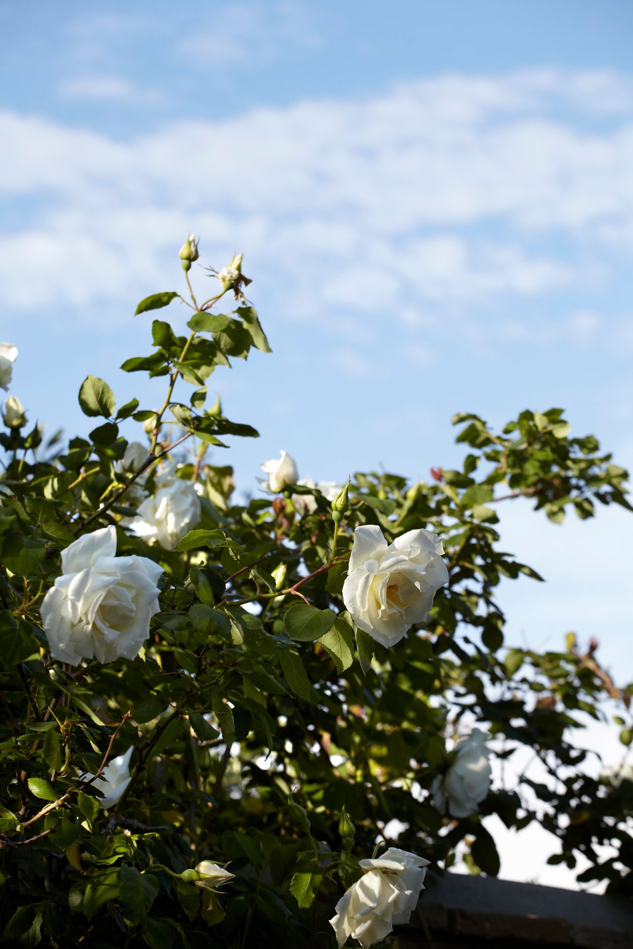 Torri E Merli Hotel Paxos
