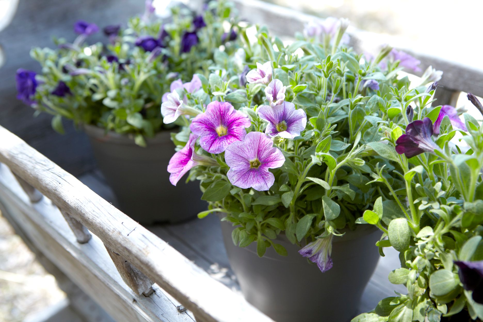 Torri E Merli Hotel Paxos