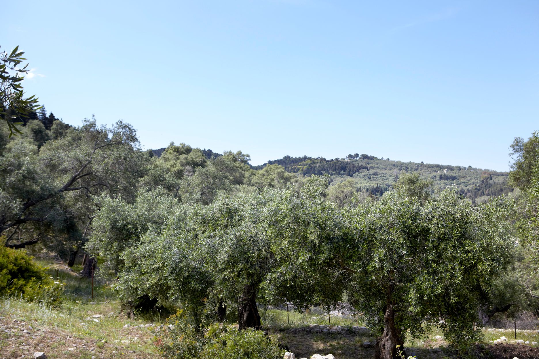 Torri E Merli Hotel Paxos