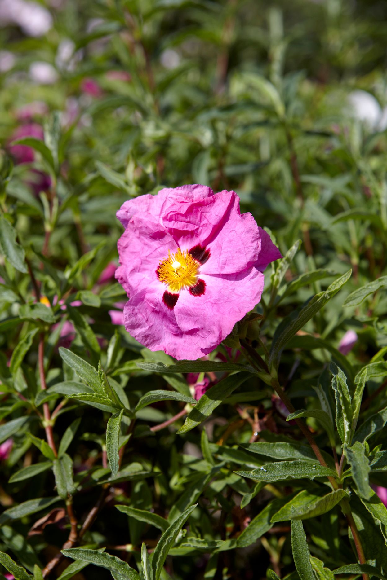 Torri E Merli Hotel Paxos