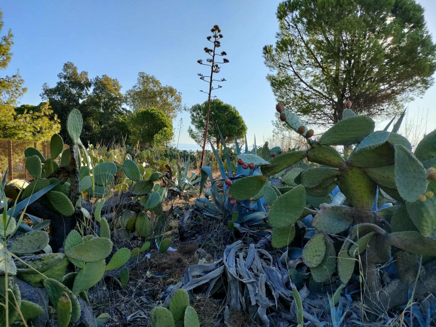 Cavo Grosso Bungalows