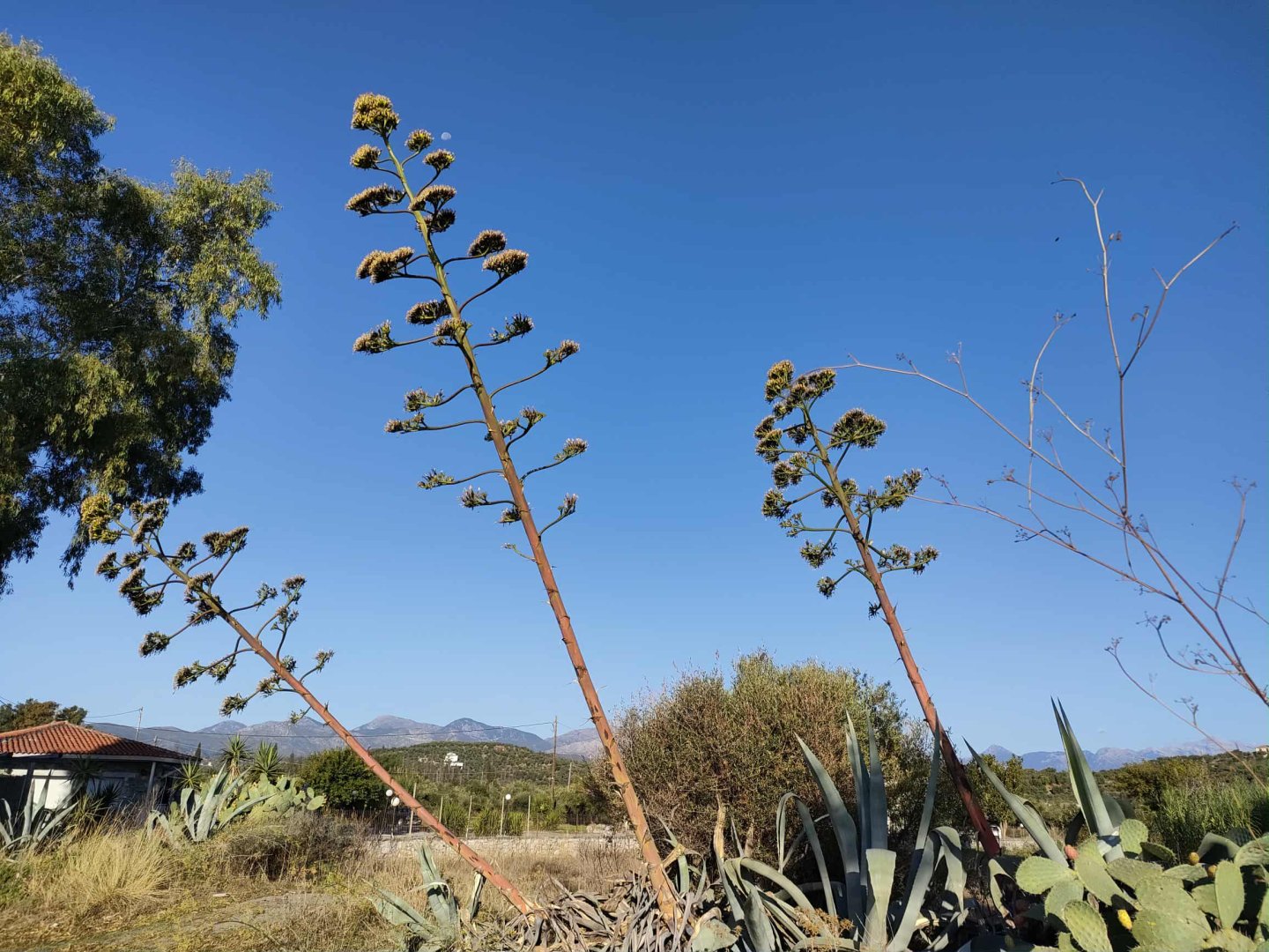 Cavo Grosso Bungalows