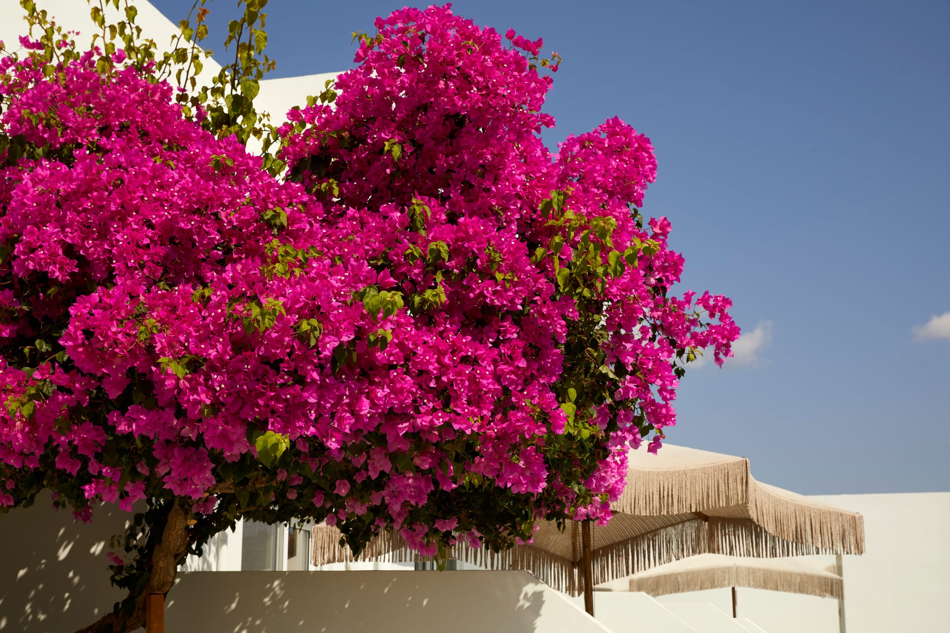 Superior Room with Shared Pool