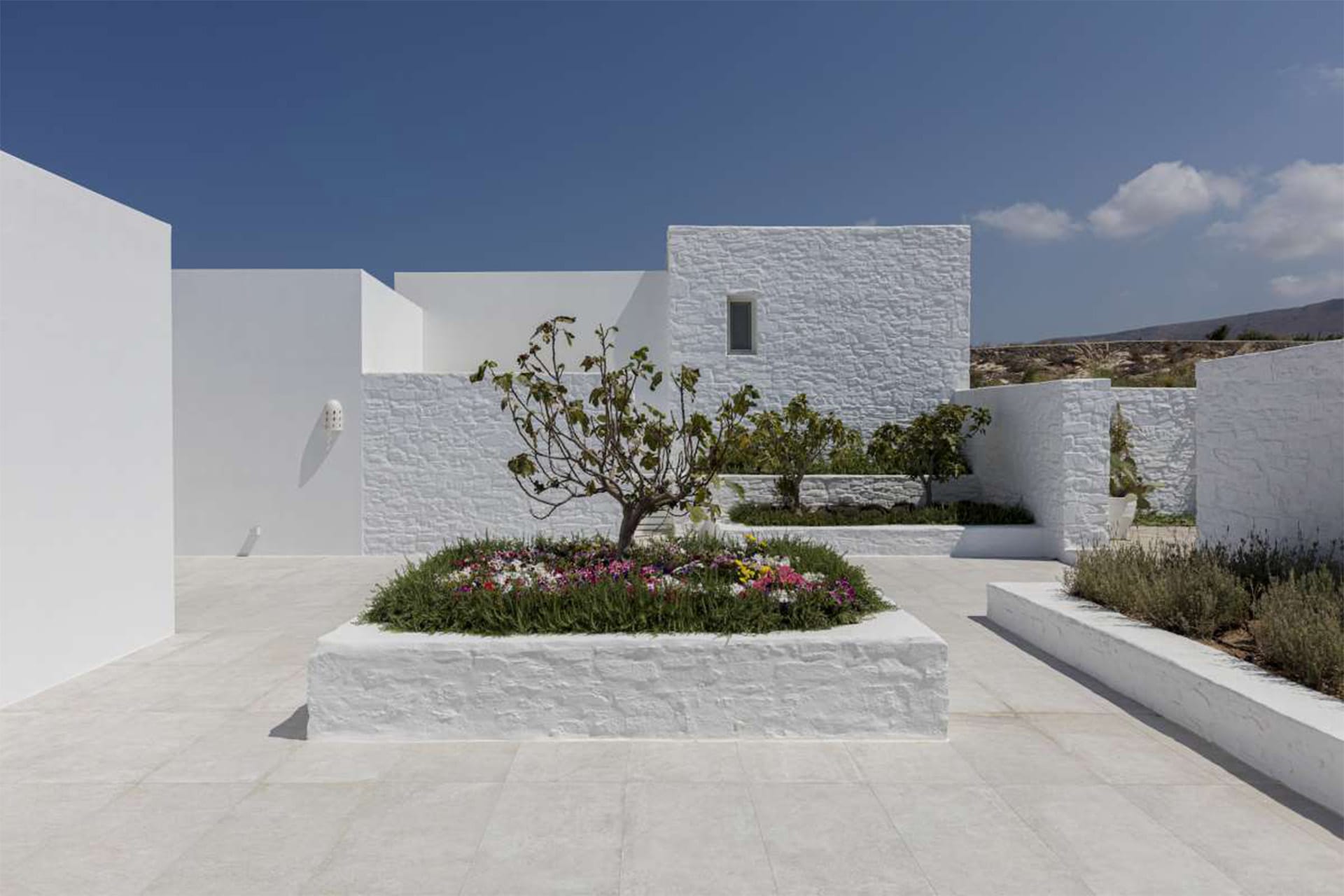 Begonia Villa